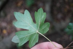 ARCE MENOR ( ACER CAMPESTRE ) detalle hoja