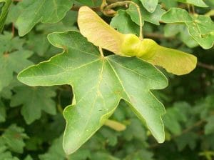 ARCE MENOR ( ACER CAMPESTRE ) fruto