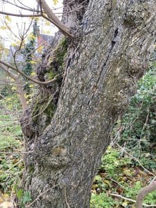 ARCE MENOR ( ACER CAMPESTRE ) tronco