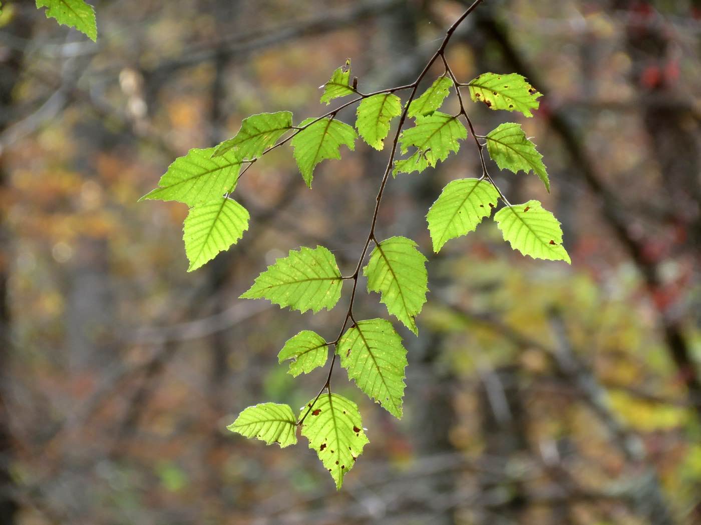 Abedul negro ( Betula nigra ) hojas