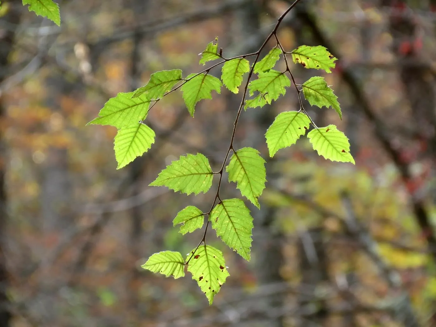 Abedul negro ( Betula nigra ) hojas