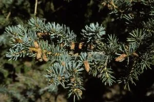 Abeto azul (Picea pungens) fruto y hojas