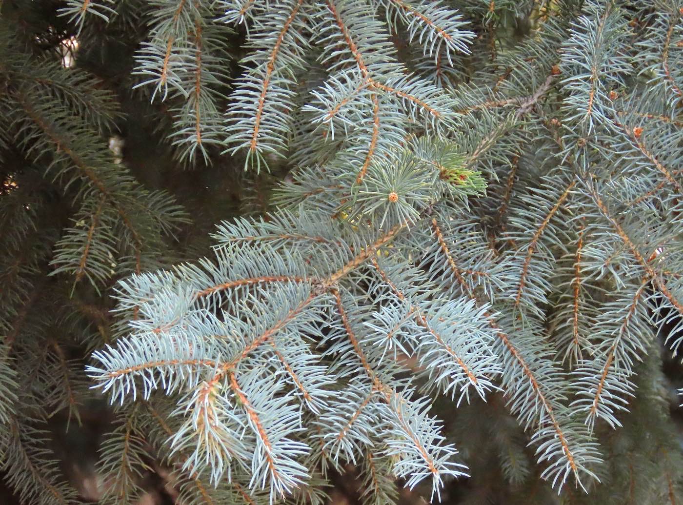 Abeto azul (Picea pungens) hojas