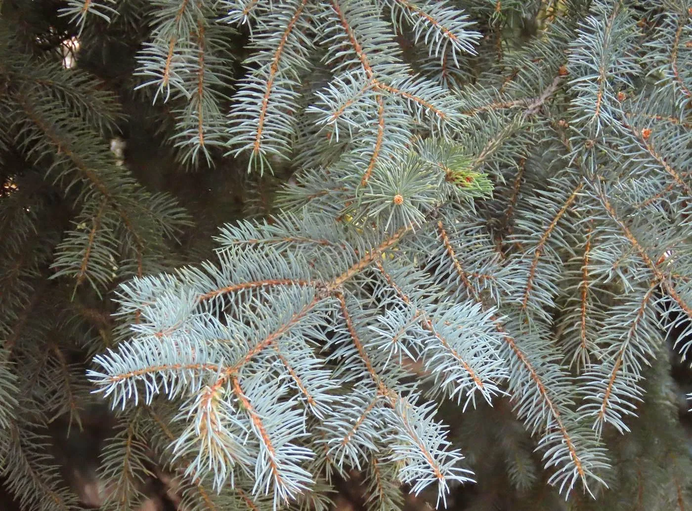 Abeto azul (Picea pungens) hojas