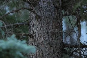 Abeto azul (Picea pungens) tronco