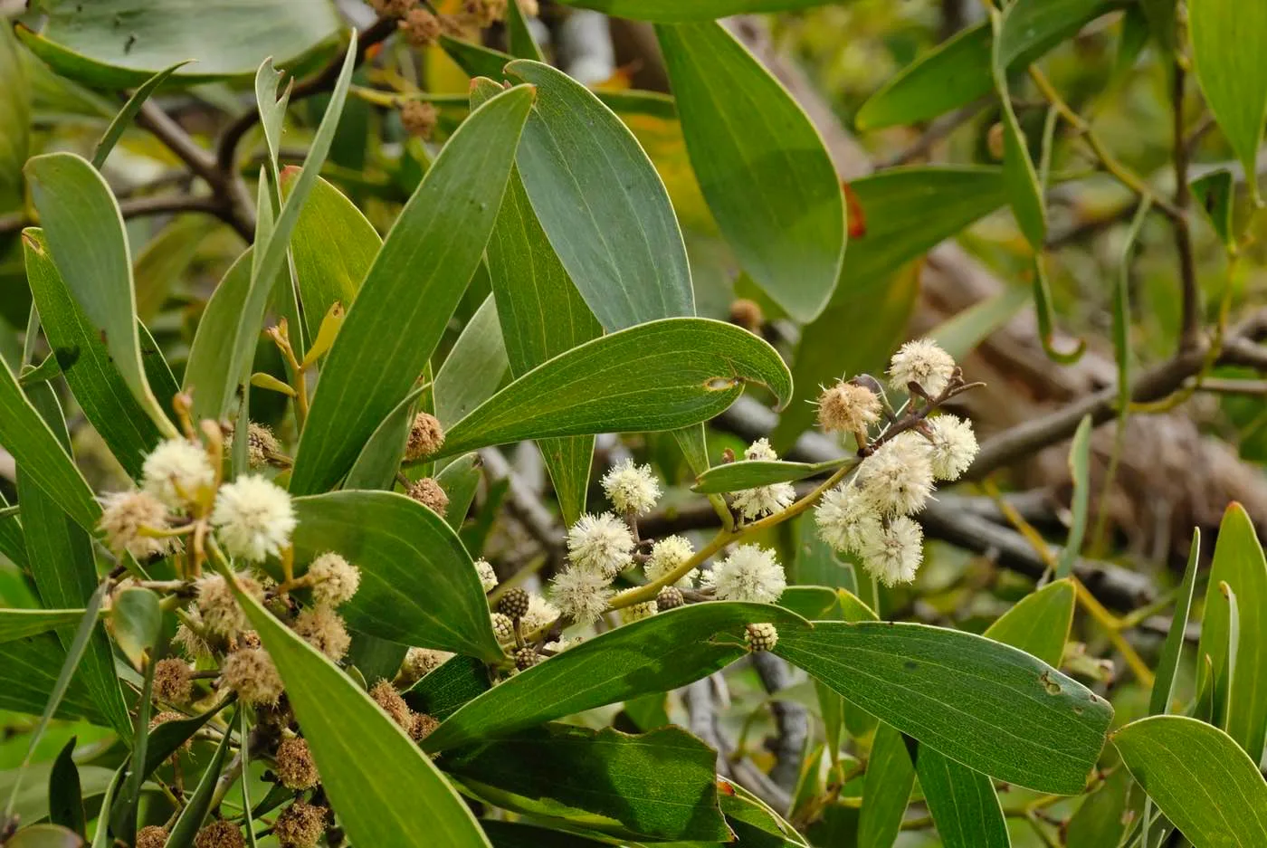 Acacia Negra de Tasmania (Acacia melanoxylon) hojas y flores