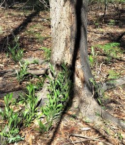 Acacia Negra (Acacia melanoxylon) tronco