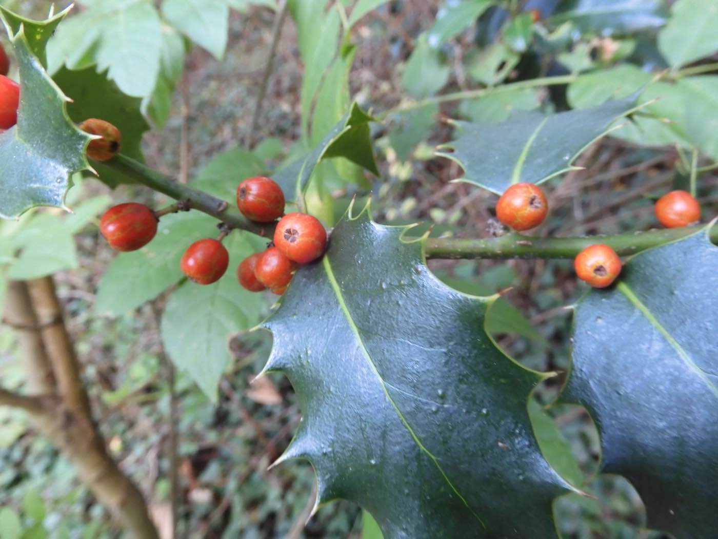 Acebo (Ilex aquifolium) hojas