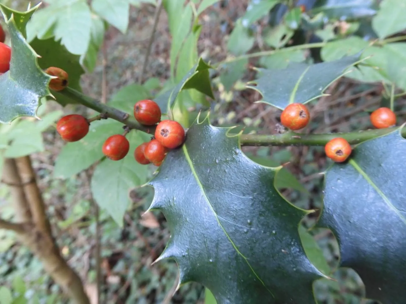 Acebo (Ilex aquifolium) hojas