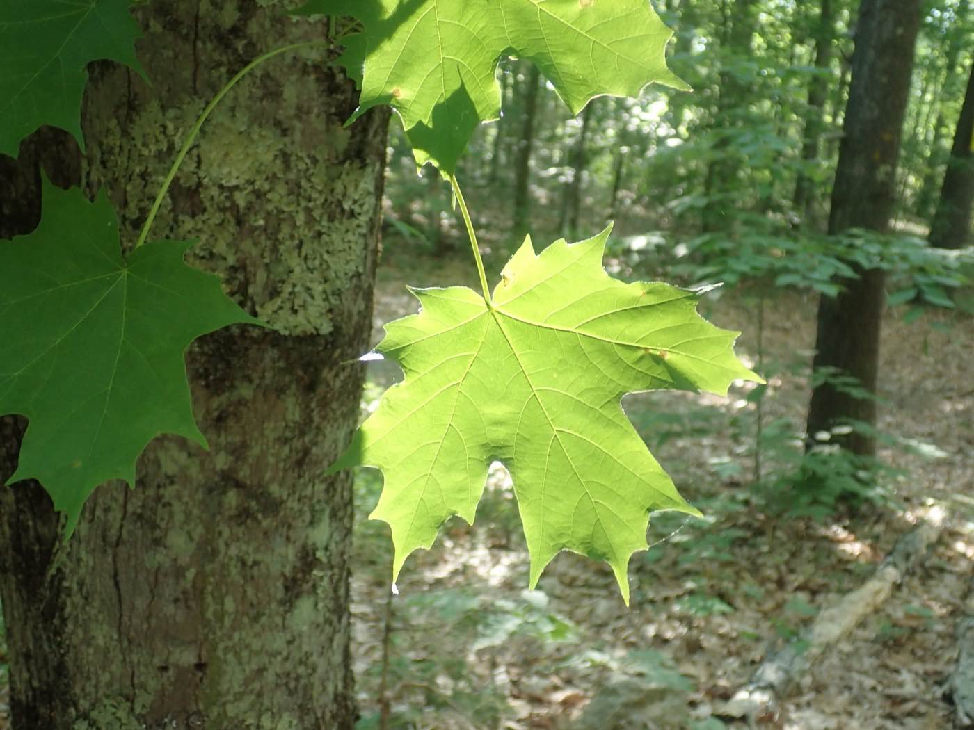 Arce azucarero (Acer saccharum) hojas