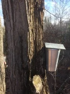 Arce azucarero (Acer saccharum) tronco