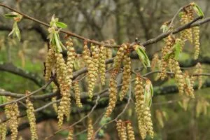 Carpe (Carpinus betulus) flores