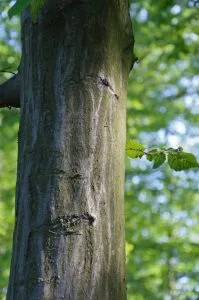 Carpe (Carpinus betulus) tronco