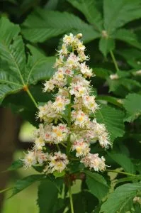 Castaño de Indias Aesculus hippocastanum tronco