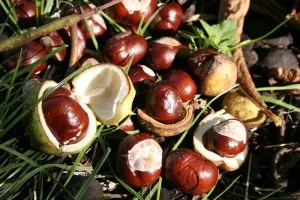 Castaño de Indias Aesculus hippocastanum fruto
