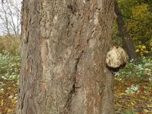 Castaño de Indias Aesculus hippocastanum tronco