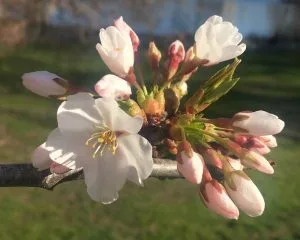 Cerezo japonés de Yedón (Prunus x yedoensis) flor
