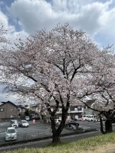 Cerezo japonés de Yedón (Prunus x yedoensis) porte