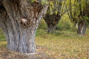 Chopo Negro (Populus nigra)