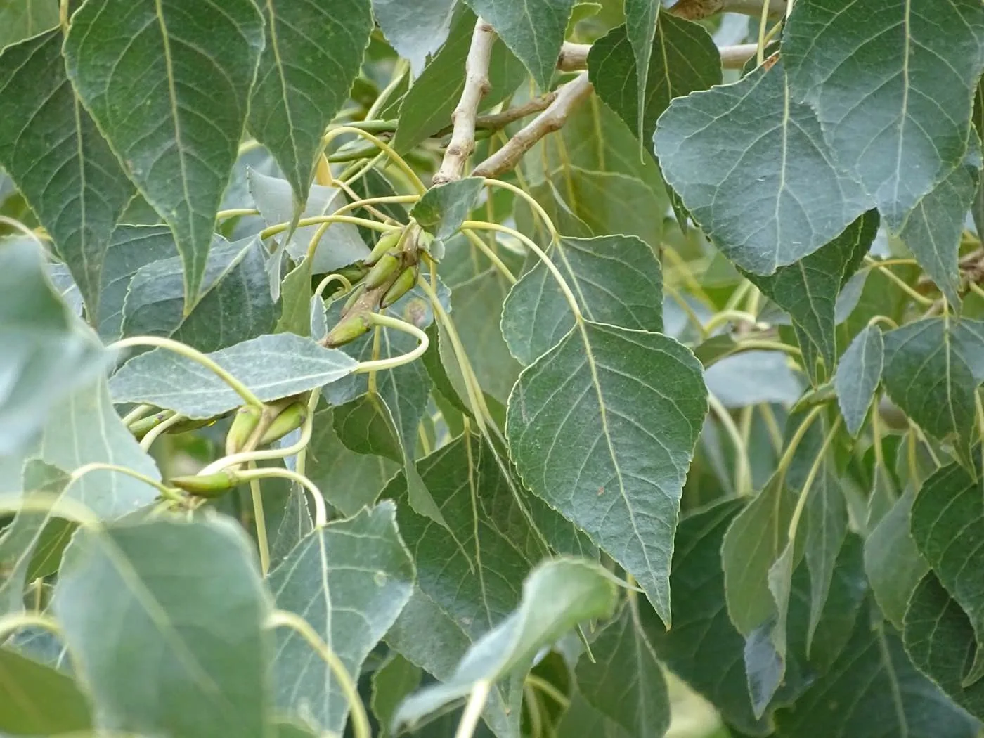 Chopo Negro (Populus nigra) hojas