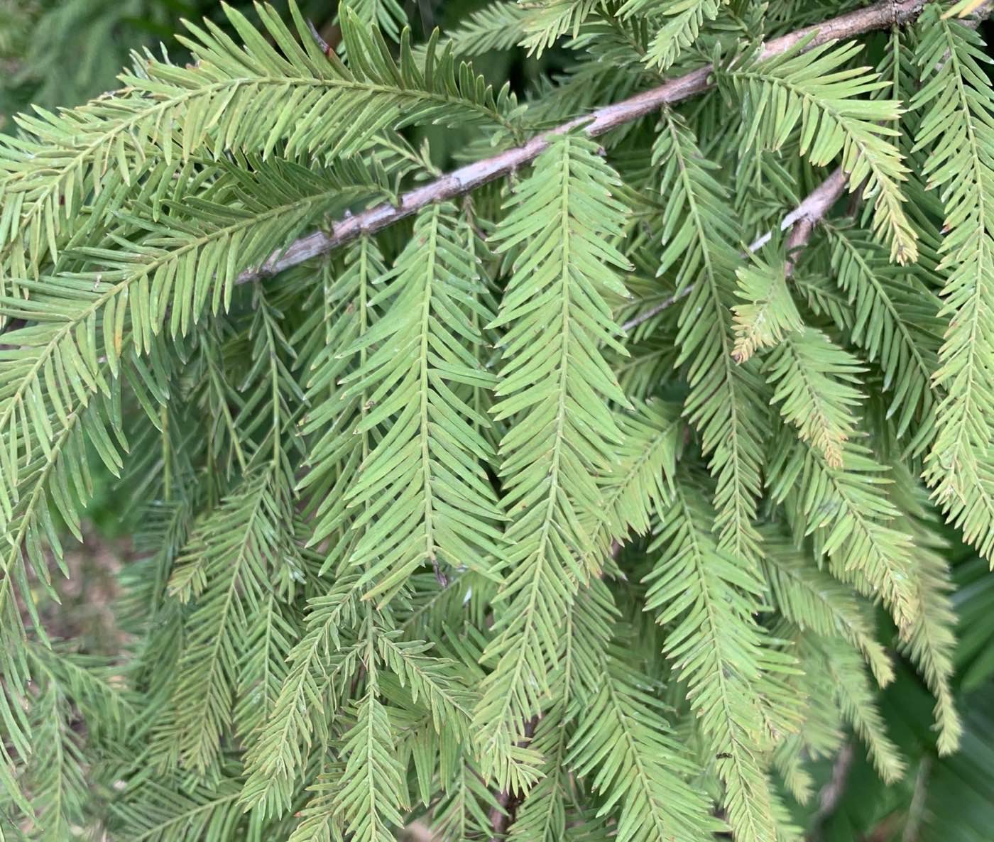 Ciprés de los pantanos (Taxodium distichum) hojas