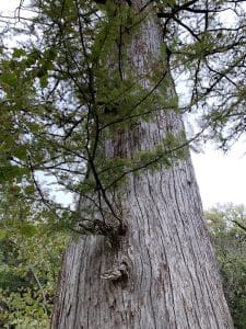 Ciprés de los pantanos ( Taxodium distichum ) tronco