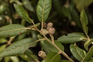 Encina (Quercus ilex) hoja y fruto