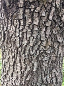 Encina (Quercus ilex) tronco