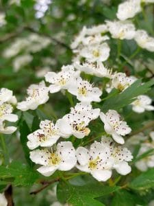 Espino blanco (Crataegus monogyna) flor