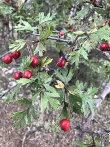 Espino blanco (Crataegus monogyna) fruto