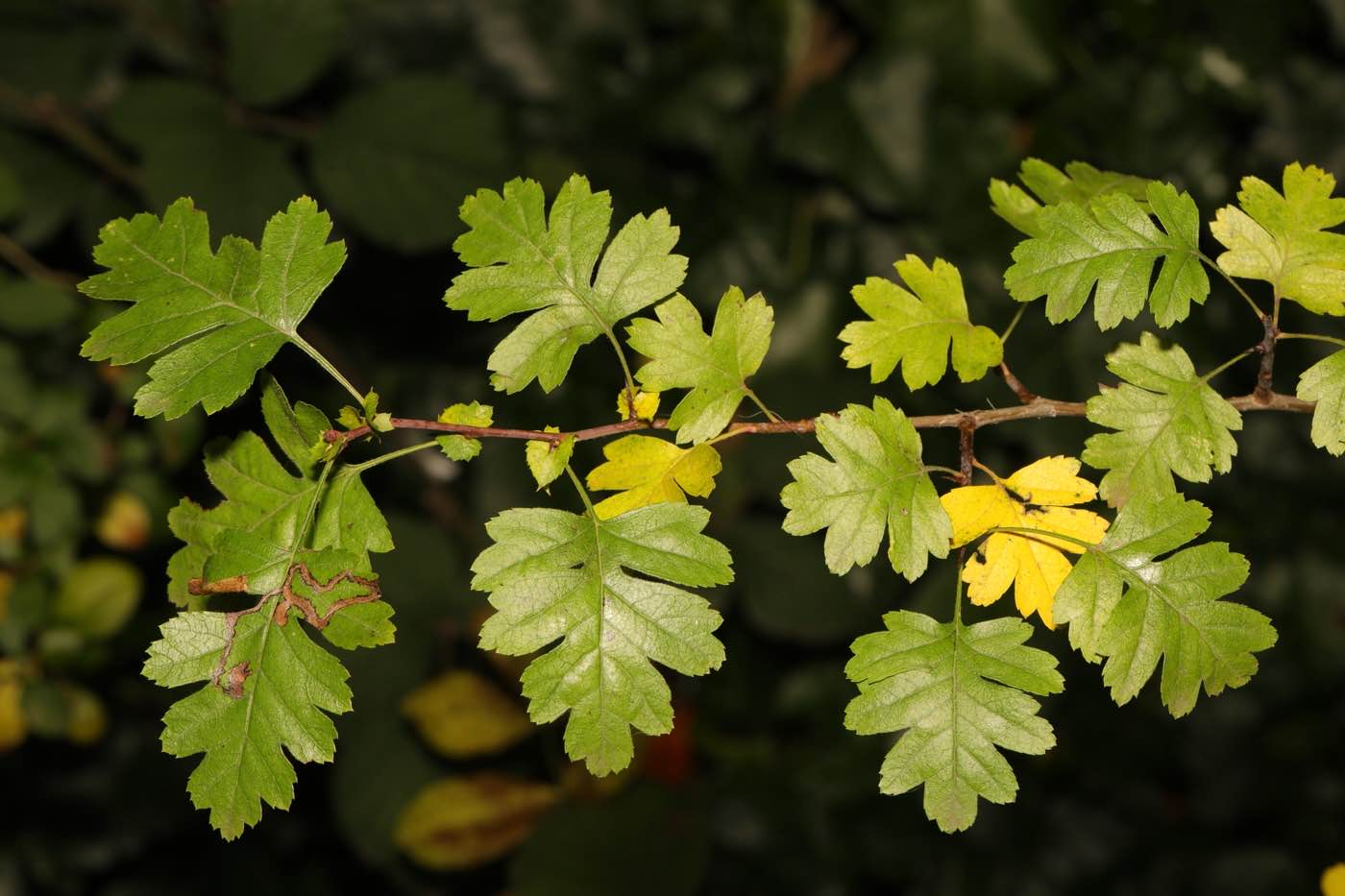 Espino blanco (Crataegus monogyna) hojas