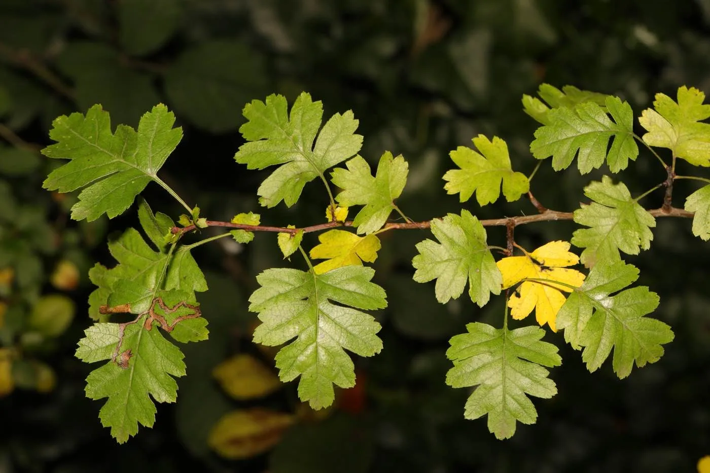 Espino blanco (Crataegus monogyna) hojas