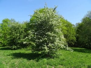Espino blanco (Crataegus monogyna) porte