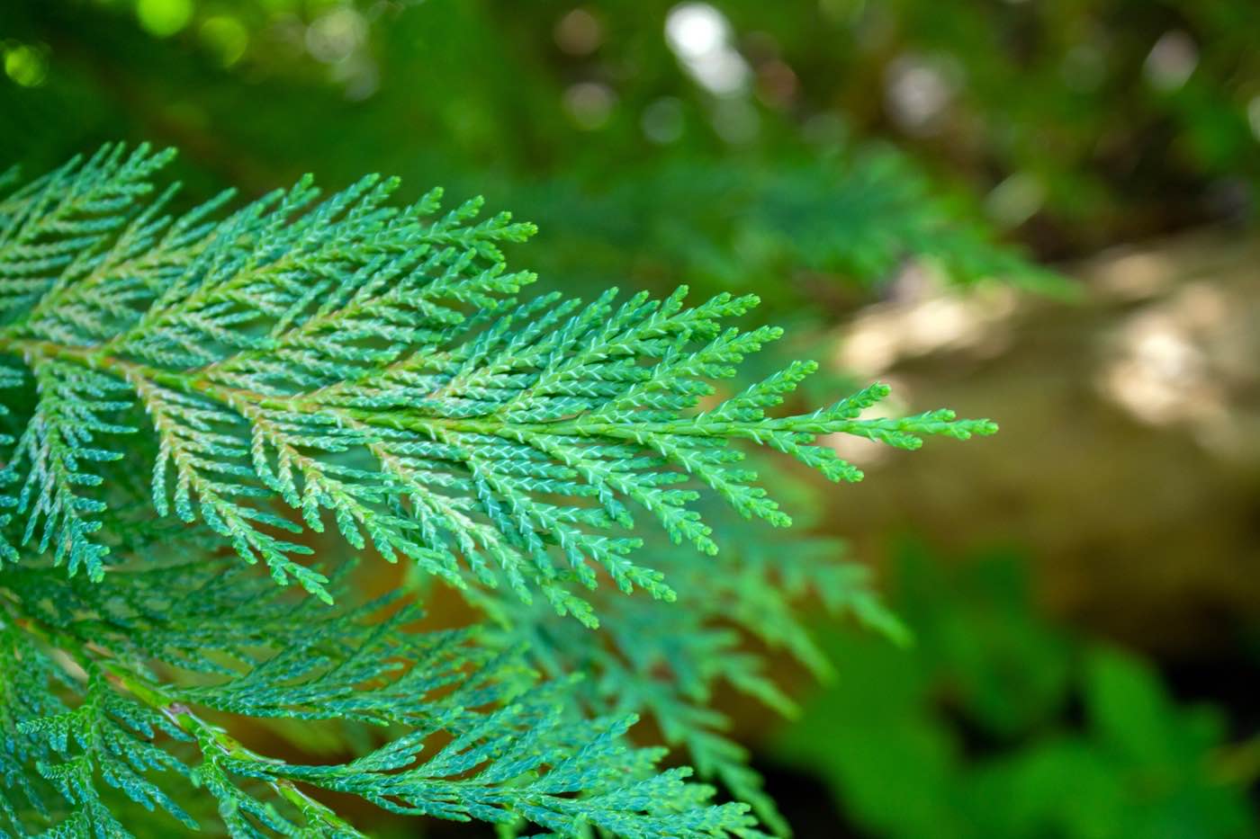 FALSO CIPRÉS DE LAWSON (CHAMAECYPARIS LAWSONIANA) hojas