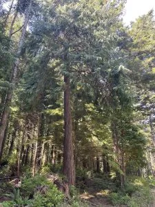 FALSO CIPRÉS DE LAWSON (CHAMAECYPARIS LAWSONIANA) porte