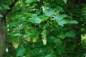 Falso plátano ( Acer pseudoplatanus ) arce sicomoro flor