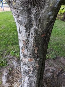 Falso plátano ( Acer pseudoplatanus ) arce sicomoro tronco
