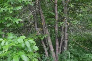 Fresno (Fraxinus excelsior) tronco