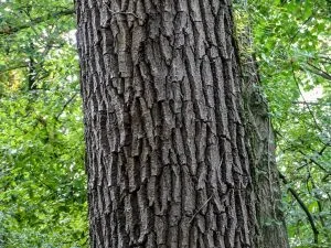 Fresno (Fraxinus excelsior) tronco mayor