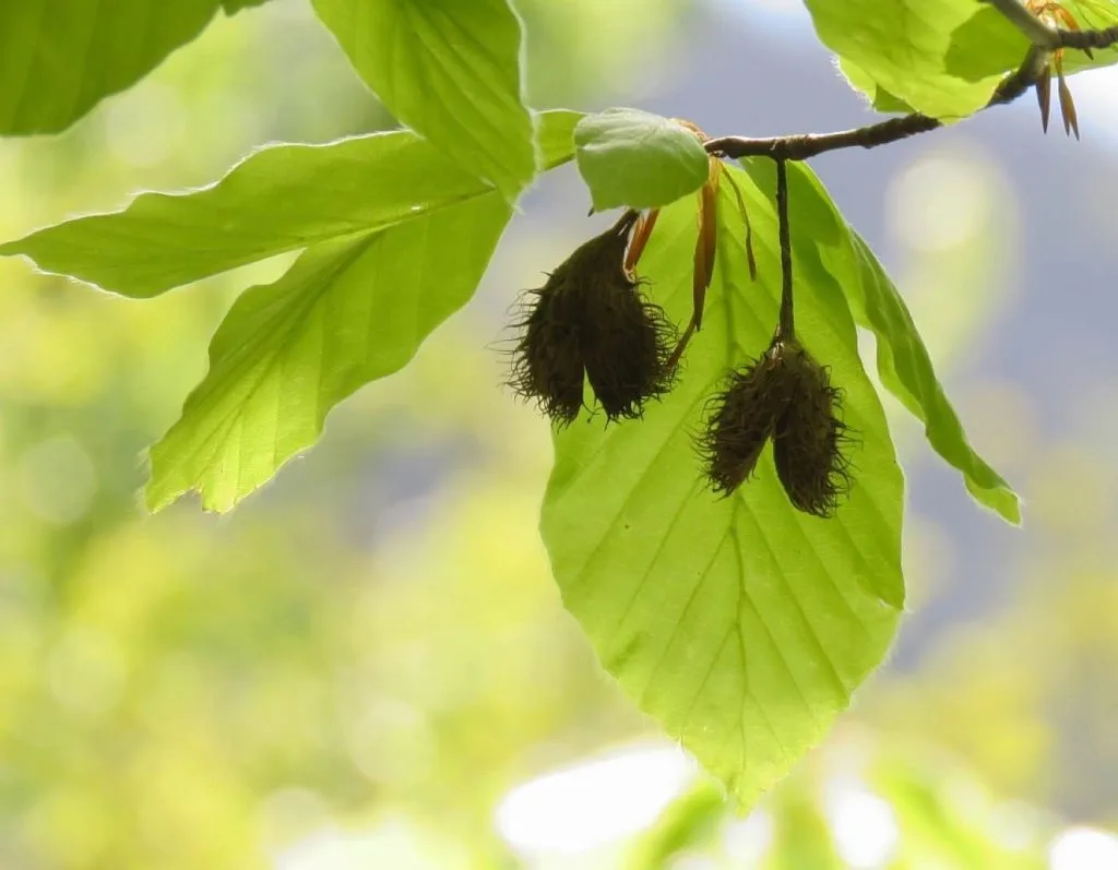 Haya roja (Fagus sylvatica) hoja y fruto