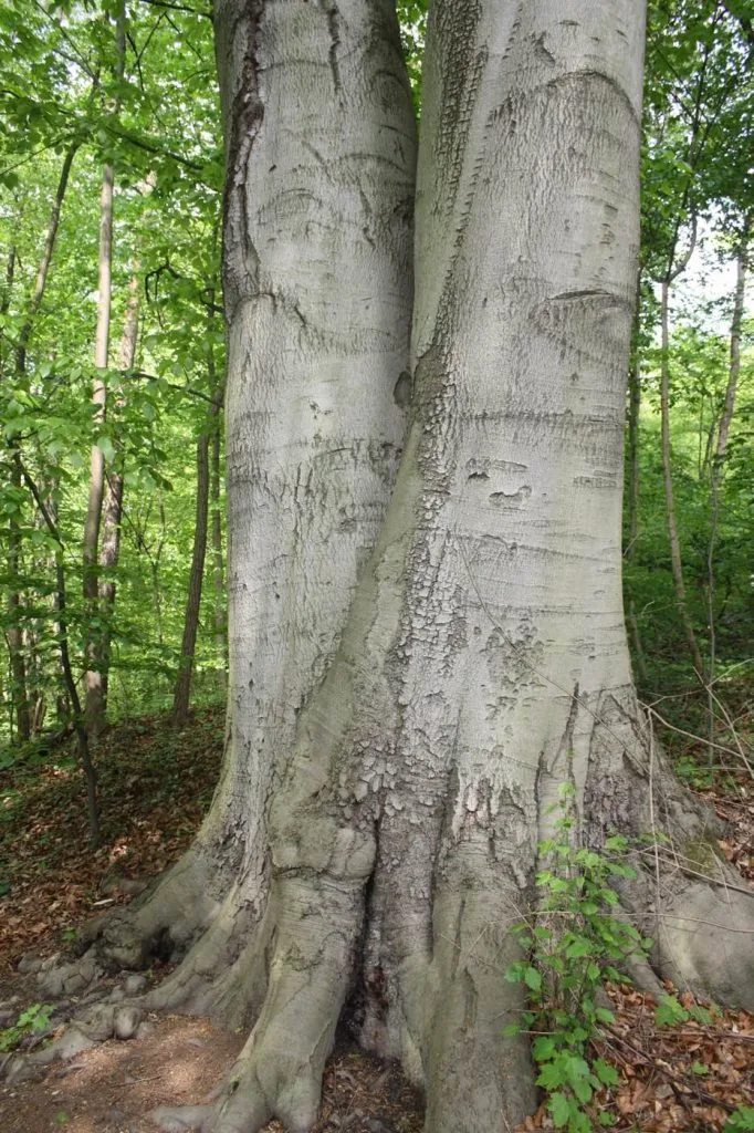 Haya roja (Fagus sylvatica) Tronco