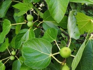 Higuera (Ficus carica) fruto