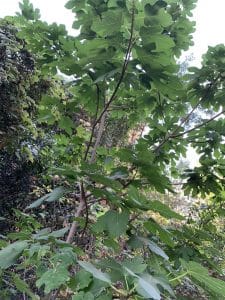 Higuera (Ficus carica) porte