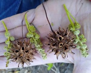 LIQUIDAMBAR STYRACIFLUA flor fruto