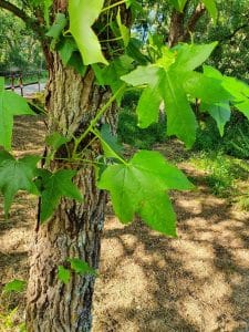 LIQUIDAMBAR STYRACIFLUA tronco