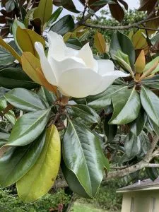MAGNOLIA GRANDIFLORA flor