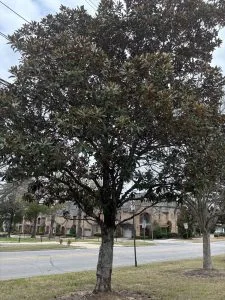 MAGNOLIA GRANDIFLORA porte