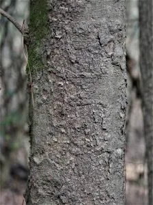 MAGNOLIA GRANDIFLORA tronco