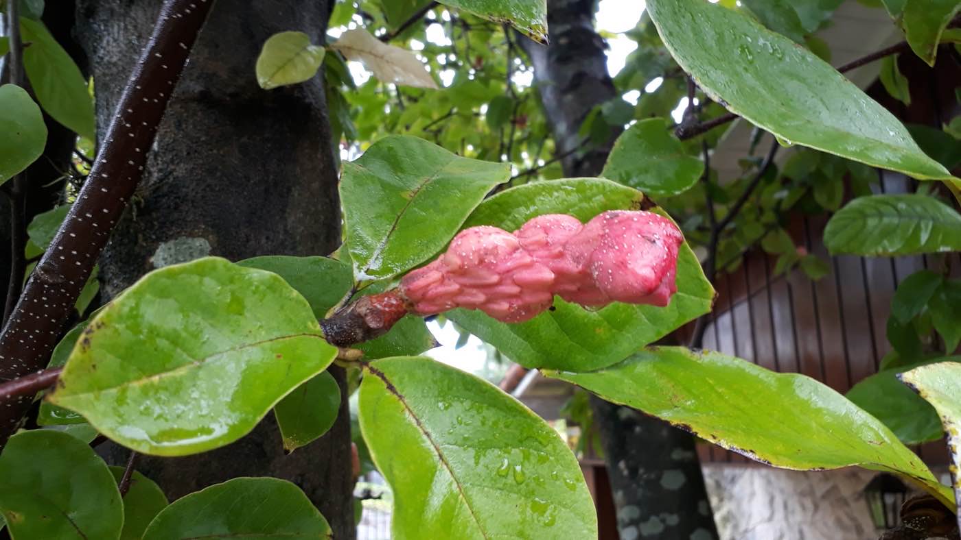 Magnolia de hoja caduca (Magnolia soulangeana) flor crecimiento