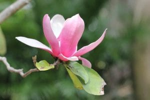 Magnolia soulangeana flor
